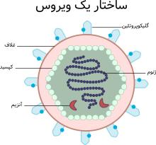 ساختار یک ویروس